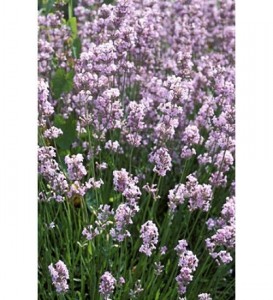 Loddon Pink English Lavender Plants in 2Litre Pot